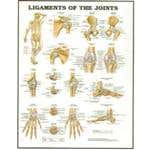 Ligaments Chart