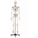 Budget Bucky Skeleton