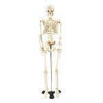Mr. Thrifty Skeleton