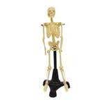 Petite Pete Skeleton