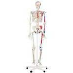 Max-The Muscle Skeleton W/Pelvic Roller Stand
