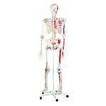 Super Human Skeleton Model "Sam" with Pelvic Roller Stand
