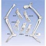 Left Foot &amp; Ankle With Tibia And Fibula