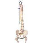 Vertebral Column &amp; Femoral Heads