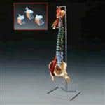 Muscle Spine With Disorders With Stand