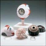 Human Eye Model
