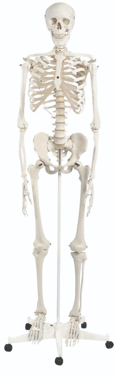 Anatomicalmodel:Stanthestandardskeleton