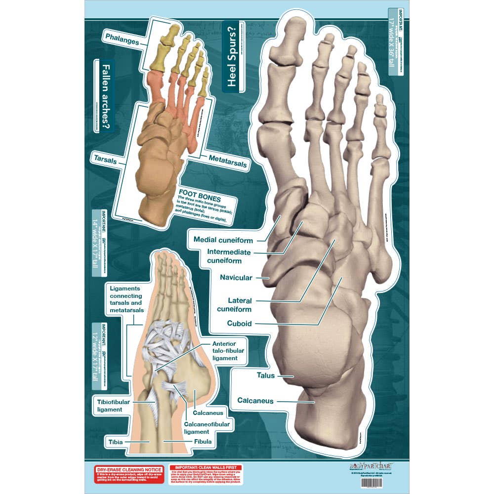 BodyPartChart™ Ankle and Foot 24.5” x 36”