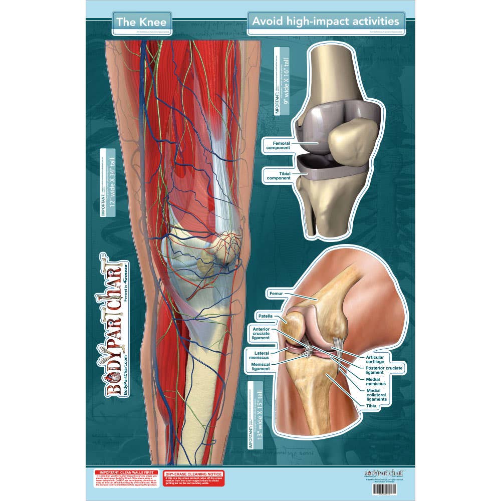 BodyPartChart™ The Knee 24” x 33.5”