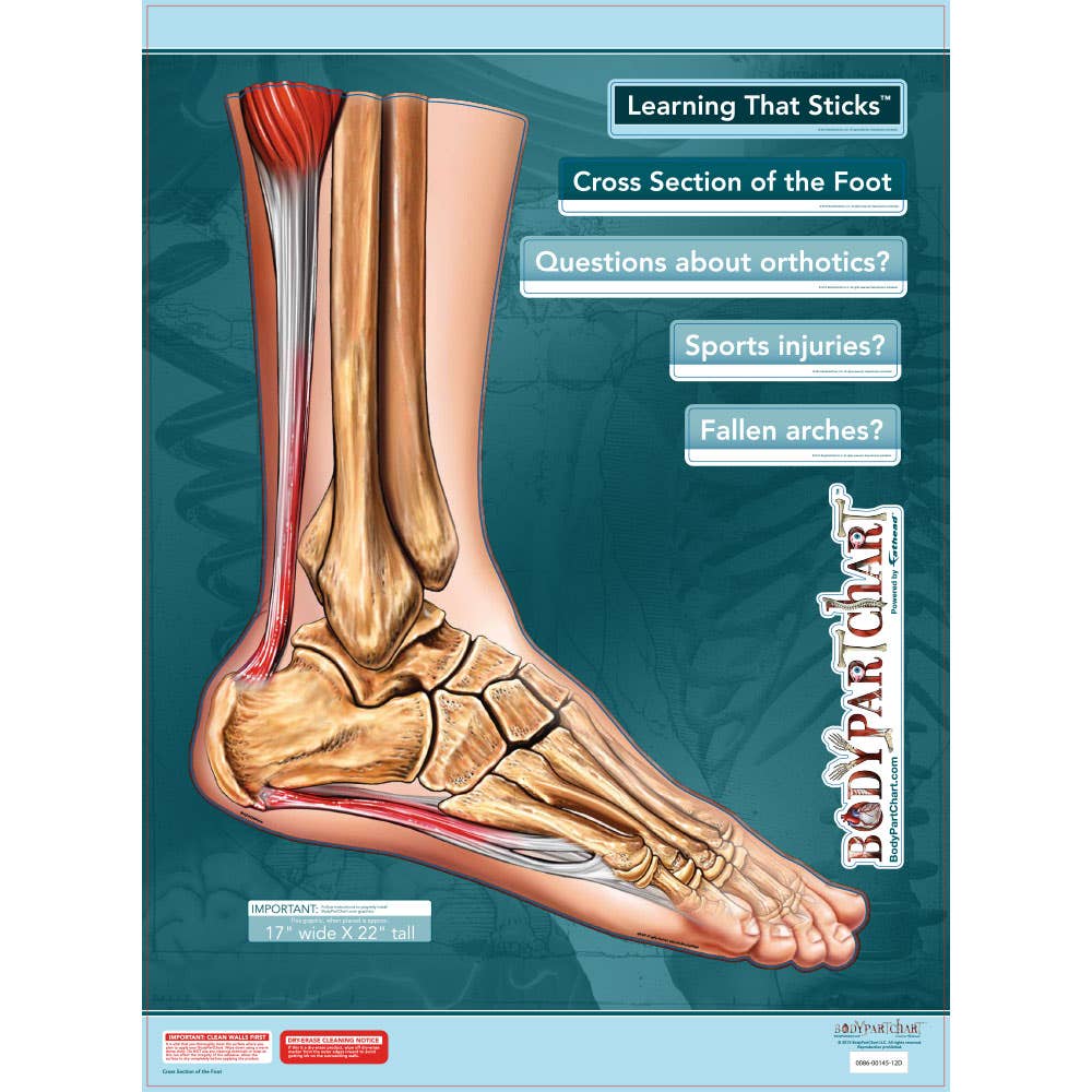 BodyPartChart™ Cross Sections of the Foot 17.5” x 22” Unlabeled