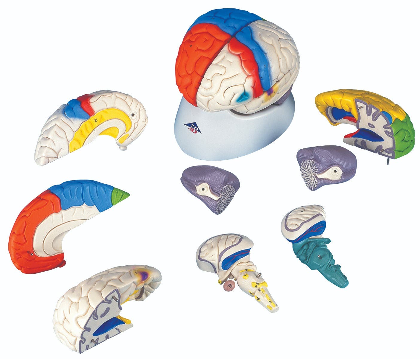 Anatomicalmodel:neuro-anatomicalbrain,8-pair