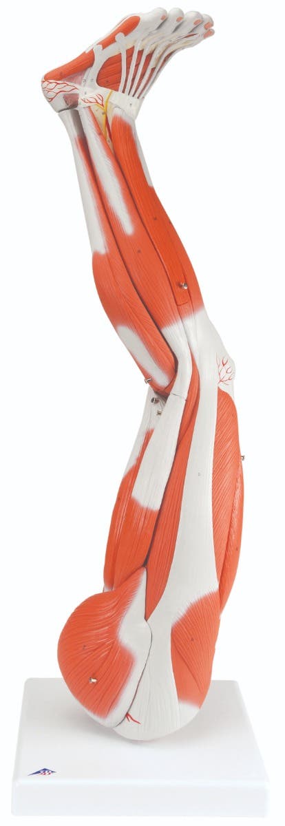 Anatomicalmodel:muscularleg,9-part