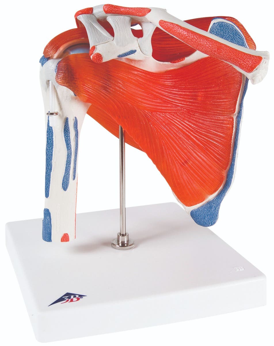 Anatomicalmodel:shoulderjointw/rotatorcuff
