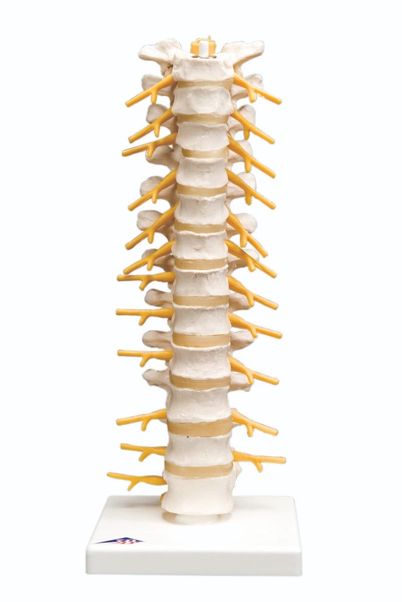 3bScientificAnatomicalModel-ThoracicSpinalColumn-AnatomicalModel-ThoracicSpinalColumn