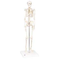 3b Scientific Anatomical Model - Shorty The Mini Skeleton On Mounted Base - Anatomical Model - Shorty The Mini Skeleton On Mounted Base