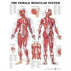 Chart Female Muscular System 1.5 Mil 20X26 Lamnt - Each
