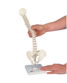 Mini Vertebral Spinal Column-Flexible On Stand