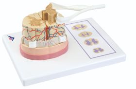 Anatomical Model: Spinal Cord w/ Nerve Branches