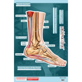 BodyPartChart™ Cross Sections of the Foot 24.5” x 32.5” Labeled