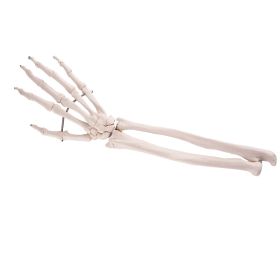 Hand Skeleton with Lower Arm