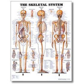 Skeletal System Poster - 20 X 26 Styrene Chart
