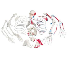 Disarticulated Skeleton Fully Painted