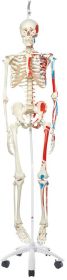 Max-The Muscle Skeleton W/Pelvic Roller Stand