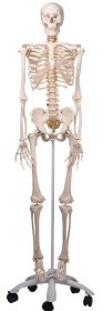  Fred-The Flexible Skeleton W/5 Roller Stand