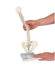 Mini Vertebral Spinal Column-Flexible On Stand