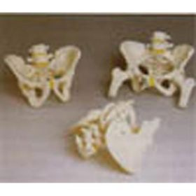 Pelvic Skeleton Male