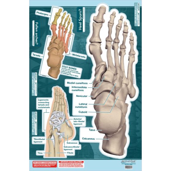 BodyPartChart™ Ankle and Foot 24.5” x 36”