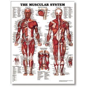 The Male Muscular System 20 X 26 Styrene