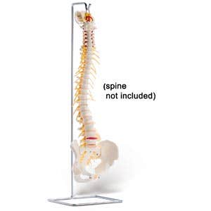 StandForFullSpine