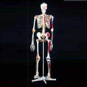 Mr Superskeleton