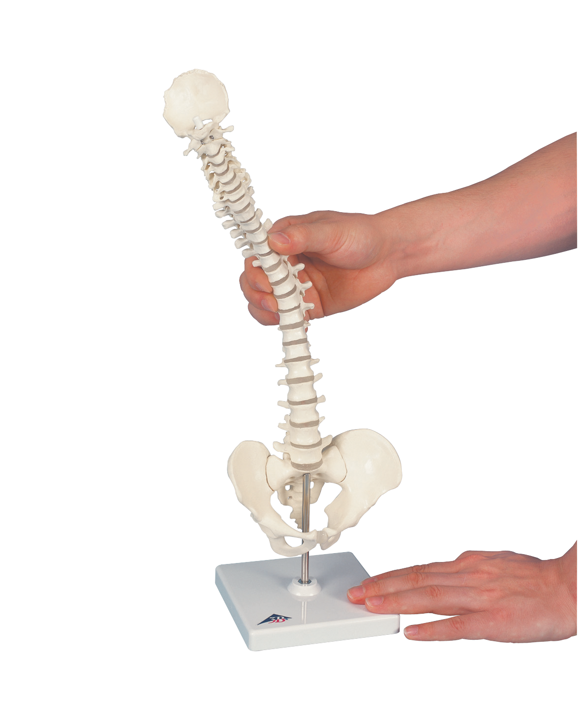 Mini Vertebral Spinal Column-Flexible On Stand