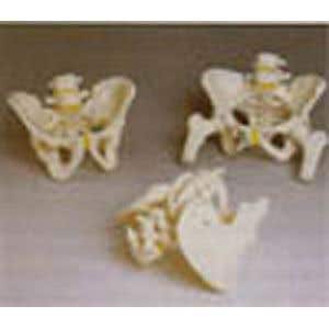 Pelvic Skeleton Male