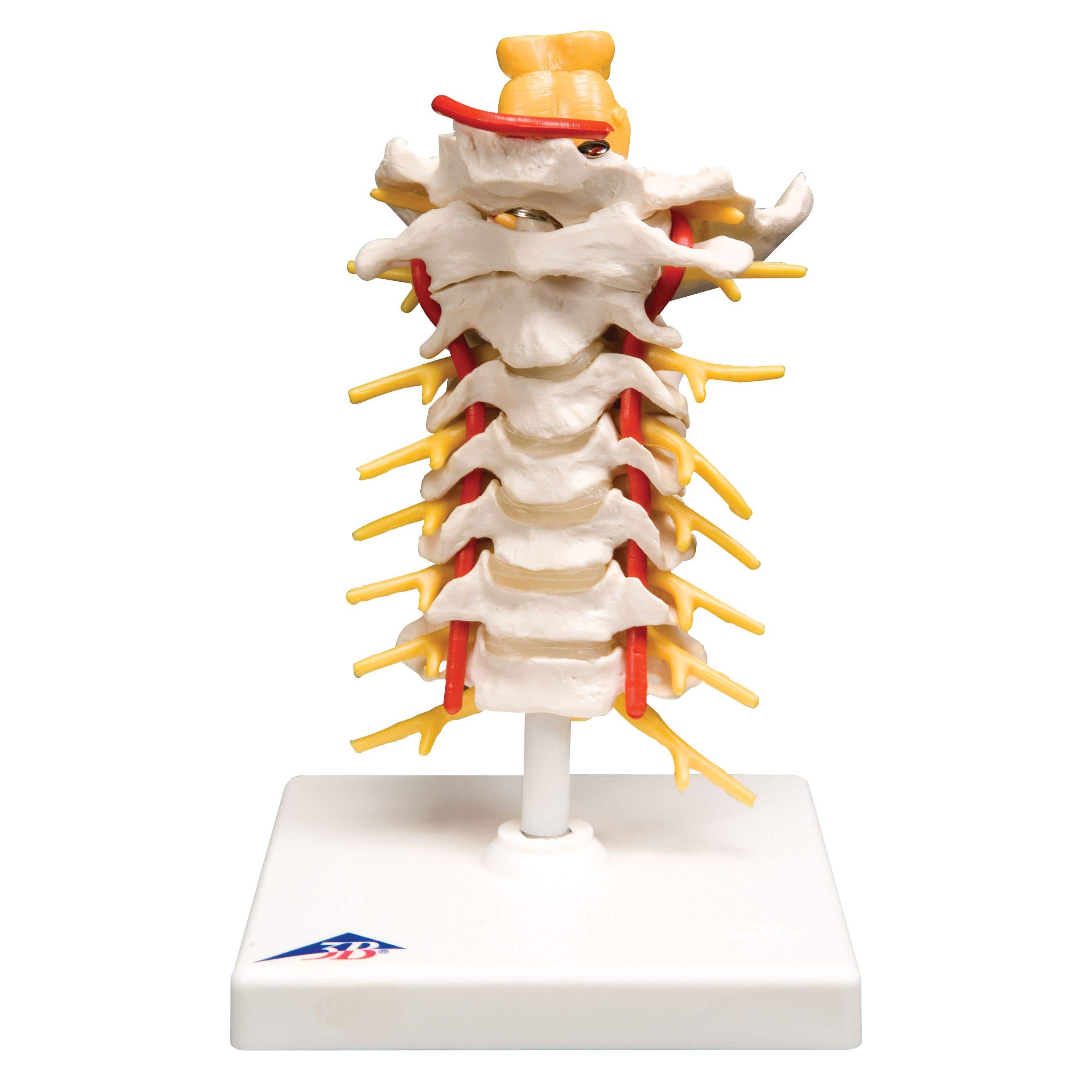 CervicalSpinalColumn