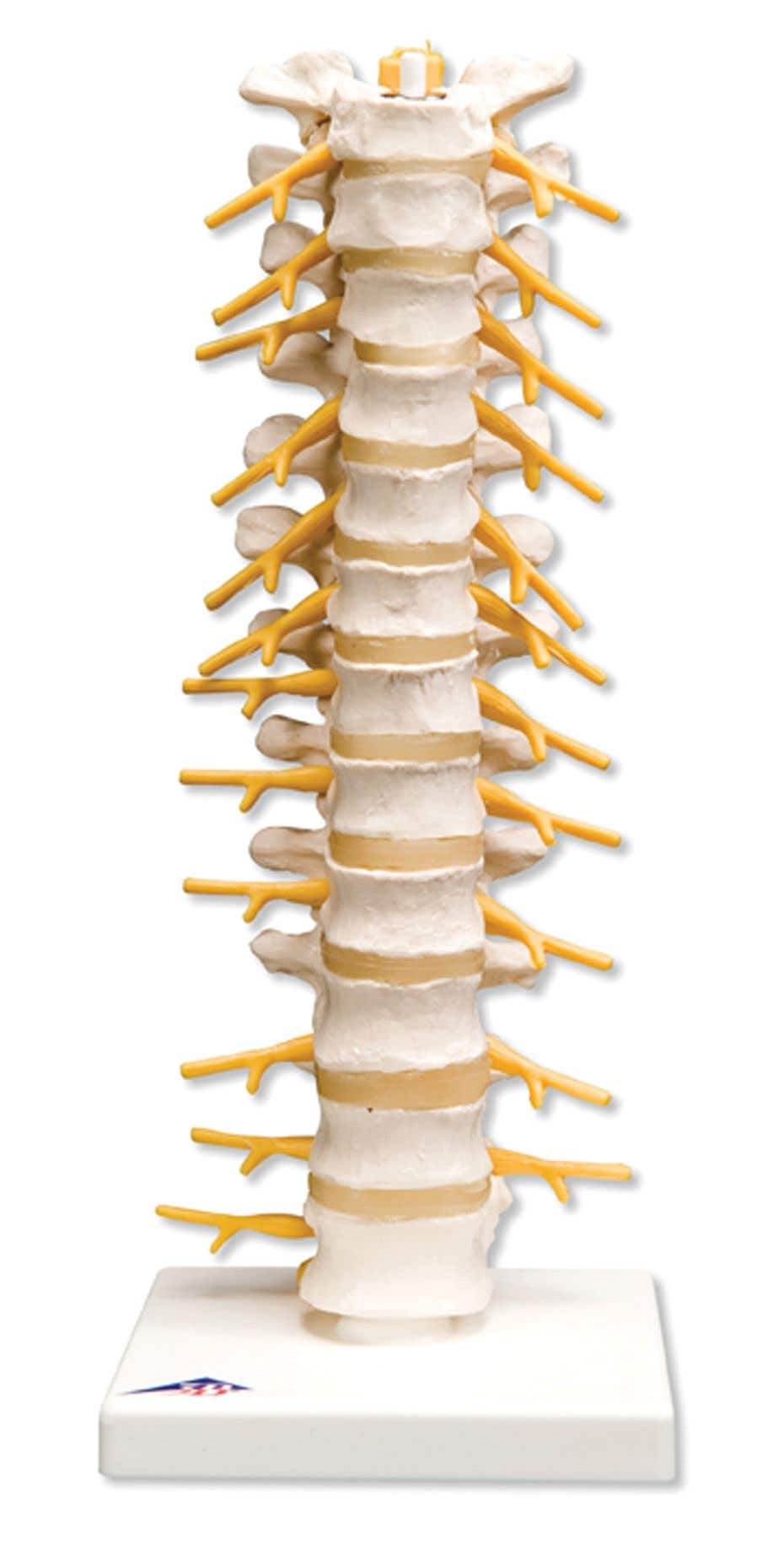 ThoracicSpinalColumn