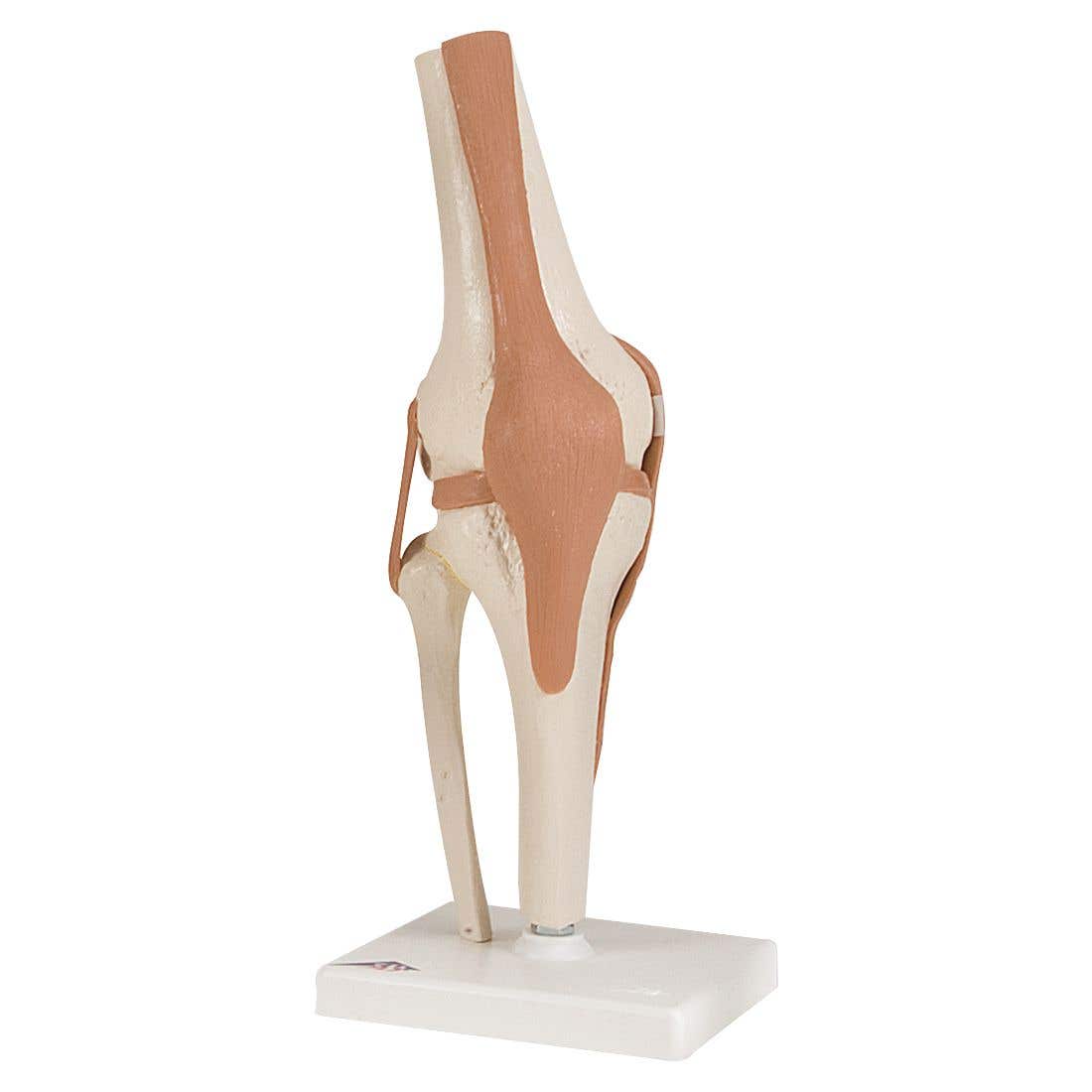 Functional Knee Joint Model
