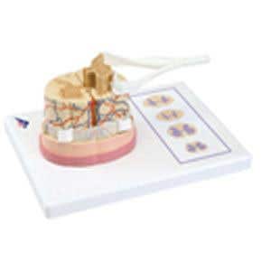 SpinalCordWithNerveEndings