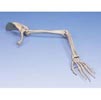 ArmSkeletonWithScapulaClavicle-Right