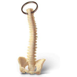 Spine Key Chain - Miniature Replica of the Human Spine