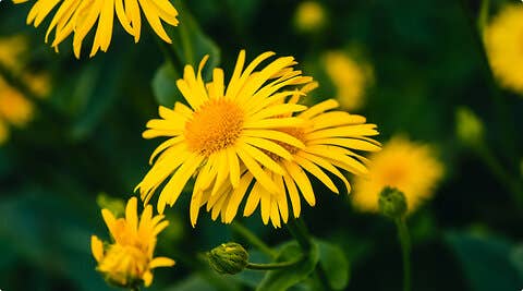 Ingredient Highlight: Arnica