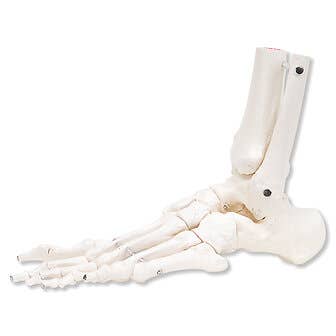 Left Foot & Ankle With Tibia And Fibula