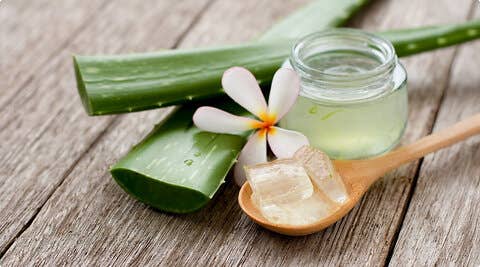 Ingredient Highlight: Aloe Vera