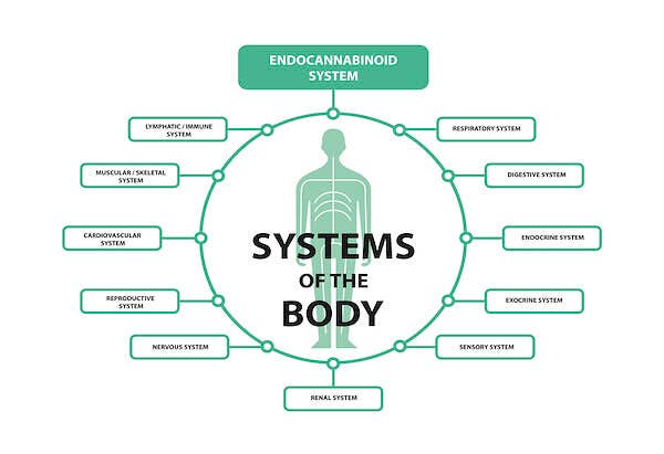 How CBD and Hemp Oil Extract Works How CBD and Hemp Oil Extract Works