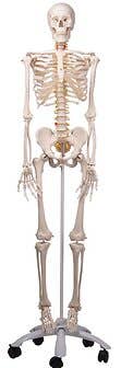  Fred-The Flexible Skeleton W/5' Roller Stand