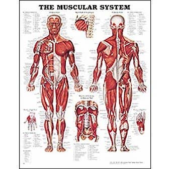Anatomy Chart