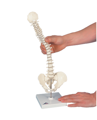 Mini Vertebral Spinal Column-Flexible On Stand