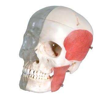 Combined Transparent/Bony Skull-8 Part